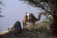 10 Nord de Louxor - rive ouest