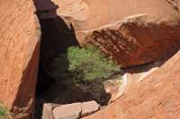 21 Uluru - Buisson sur le rocher