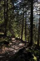 09 Sentier en sous-bois