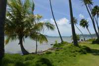 111 Gazon nain - Matira B