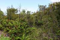 49 Cucao - Fougères