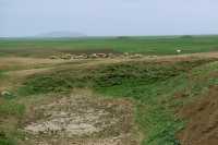 603 Troupeau et levées de terre dans le lointain