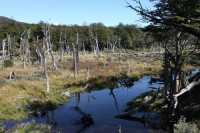 066 Habitat des castors