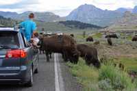 47 Bisons calmes et touristes excités