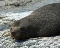 050 Otarie (lion de mer) - Kaikura