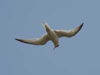 53 Hirondelle de mer