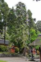 102 Kasuga (Temple Shinto)