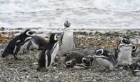 053 Pingouins - Seno Otway