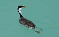42 Western Grebe