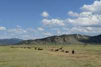 05 Troupeau de bisons au sud de Moran Junction