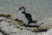 059 Grand cormoran (Phalacrocorax varius)