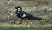 66 Magpie-lark (Grallina cyanoleuca)