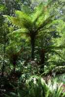 159 Fougères arborescentes