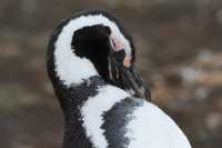 28 Pingouin