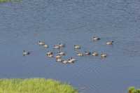 85 Yellowstone River (Bernaches)