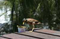 090 Le merle et le paté de foie (Merle des Moluques ou (Martin triste)