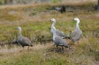 083 Ouettes de Magellan