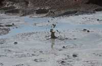 31 Fountain Paint Pot