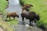52 Bisons traversant un ruisseau
