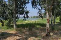 38 Eucalyptus sur la rive du lac de Tibériade à Tabgha-Dalmanutha