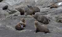 061 Otaries au bout de Doubtful Sound