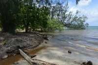 49 Palétuvier - Côte ouest de Moorea
