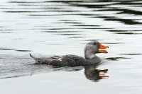 057 Cane Vapeur (Brassemer cendré)