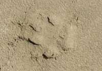 46 Empreinte d'ours