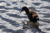 026 Ibis sur le lac Pehoe