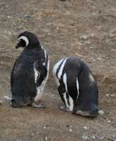 32 Pingouins