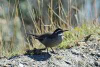 053 Cinclode à ventre sombre