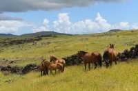 34 Chevaux près de Hanga Poukura B 