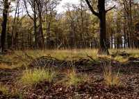 10 Forêt - 28:10:02