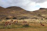 087 guanacos