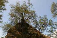 091 Près de Papenoo