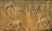 653 Les chasses du roi Assurbanipal