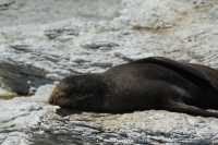 046 Otarie (lion de mer) - Kaikura