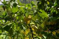 050 Kava (Piperacée) Fare Hape