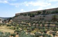 02 Oliviers dans la vallée du Cédron