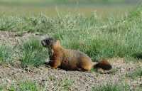 31 Marmotte (Près du Museum of Wildlife Art)