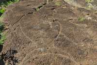 43 Pétroglyphe (Thon) à Tongariki (Papa Tataku Poki)