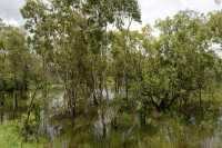 14 Forêt inondée près de Yellow Water