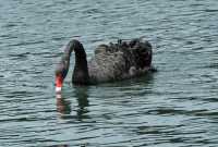 126 Cygne noir - Lac Rotomahana