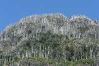 41 Forêt brûlée près de Puelo