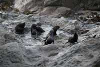 011 Otaries - Ohau Point Seal Colony