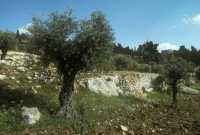 180 Jardin des oliviers