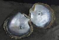25 Huitre perlière de Tahiti