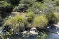 111 Ruisseau (Waimangu) B