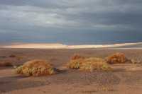 42 Buissons & plaine