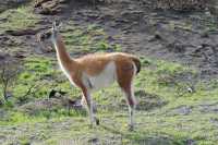 053 guanaco